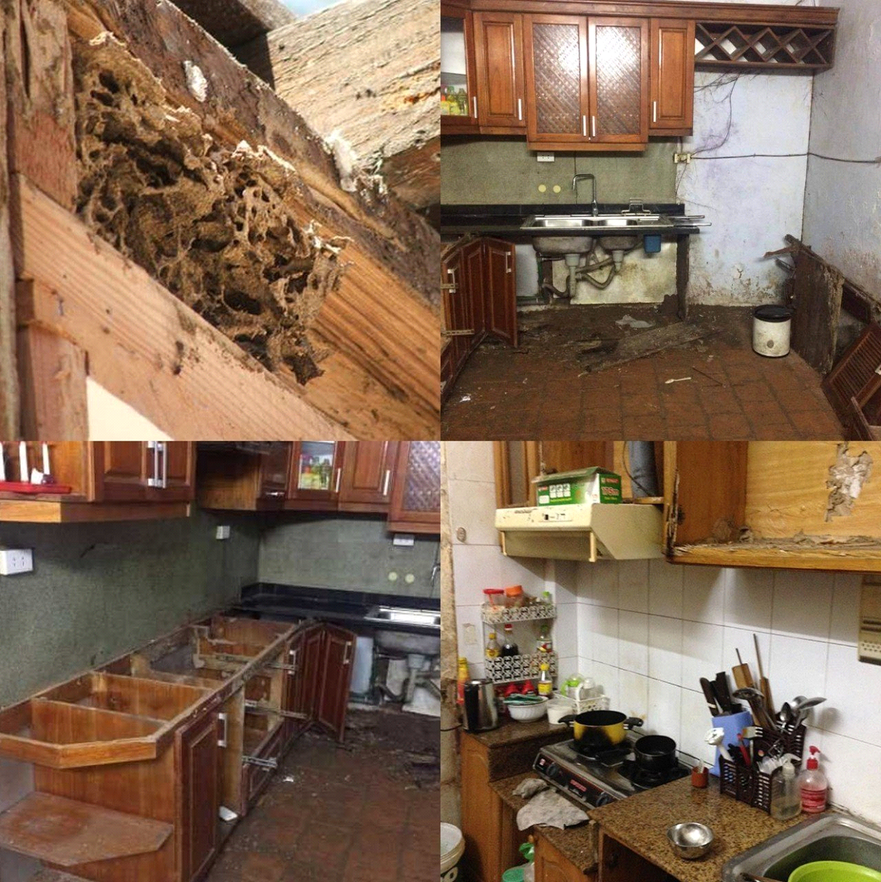 Tủ bếp gỗ để lâu ngày bị ẩm mốc, mối mọt